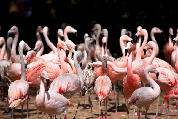 Fenicotteri rosa — Foto Stock