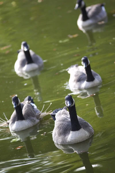 Ducks — Stock Photo, Image