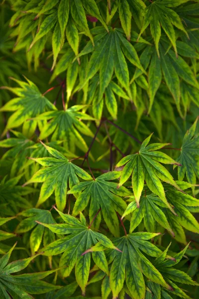 Fondo vegetal —  Fotos de Stock