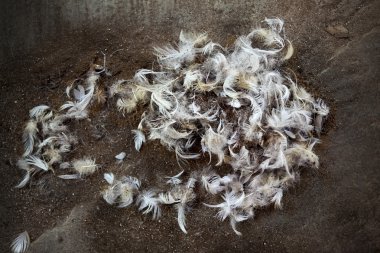 Bird feathers on a dirt floor