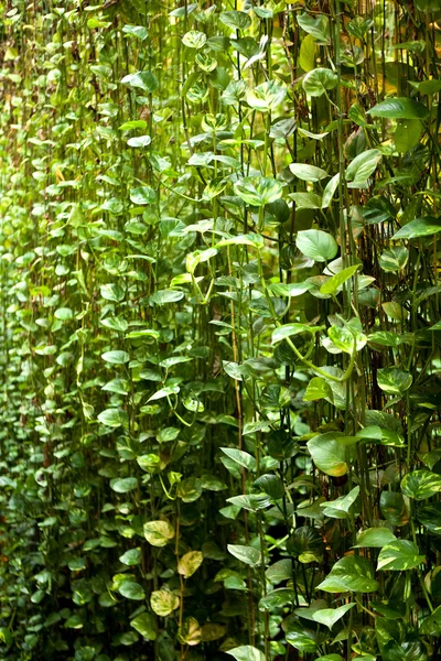 Fondo con plantas tropicales —  Fotos de Stock