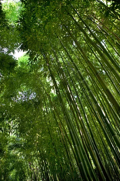 Bambu em um parque francês — Fotografia de Stock