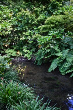 Dere boyunca yemyeşil bitki örtüsü