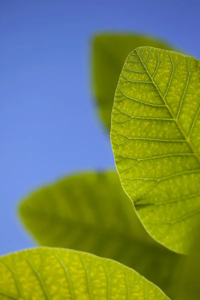 Hojas verdes —  Fotos de Stock