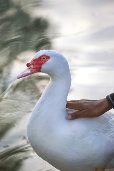 Child and a duck — Stock Photo, Image