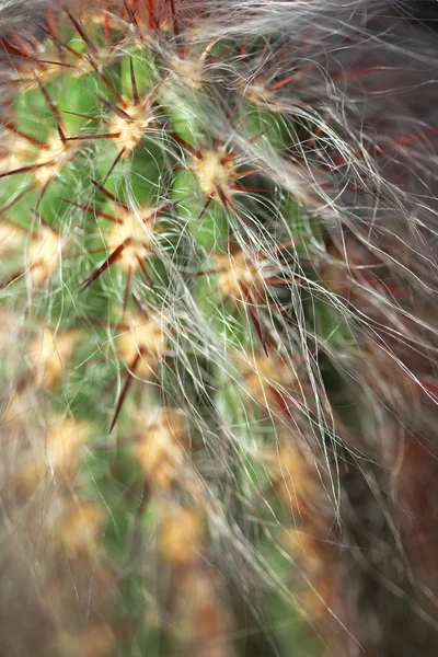 Close up of a cactus — Stock Photo, Image