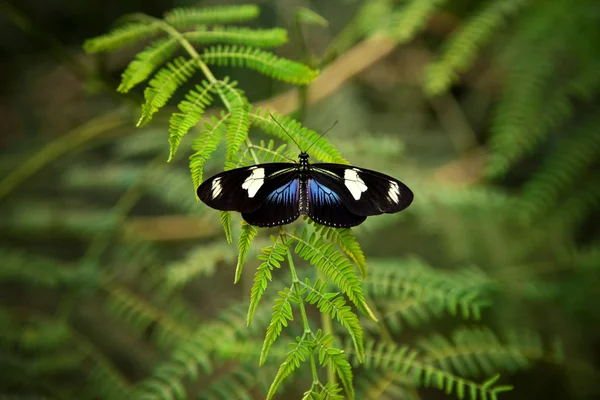 Mariposa en una planta — Foto de Stock