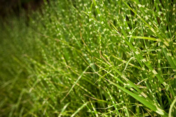 田舎の草のクローズ アップ — ストック写真