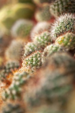 Yeşil bir evde renkli kaktüs yakın çekim