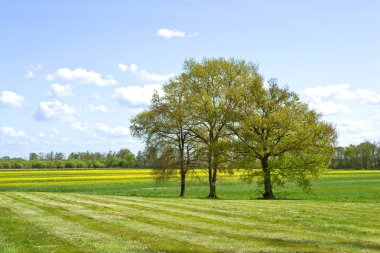 ağaçlar ve alanlar
