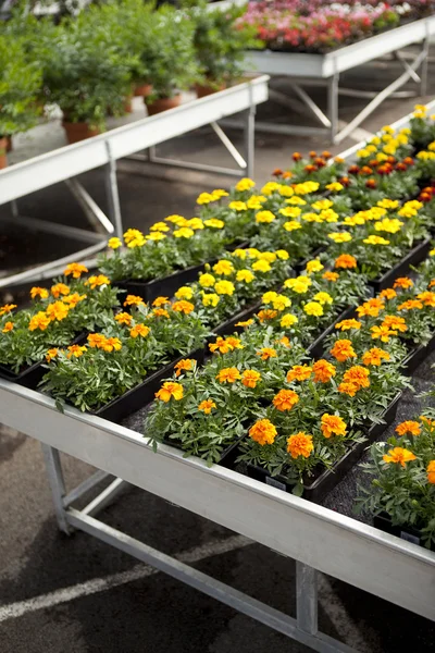 Colorful flowers and plants