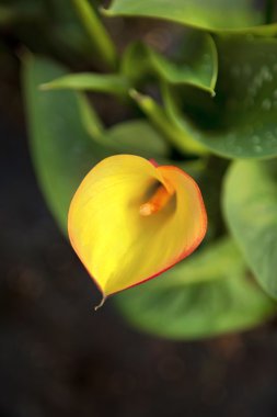 Bir arum yakın çekim