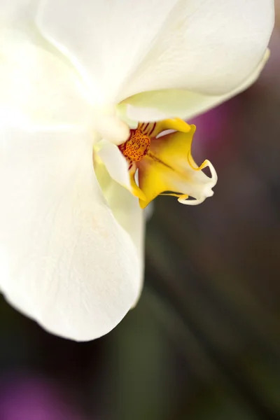 Close up van een orchidee — Stockfoto