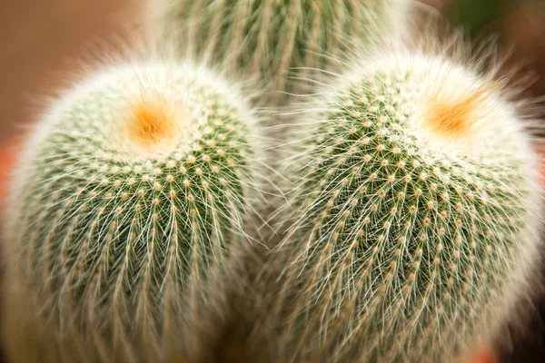 Close up of cactus — Stock Photo, Image