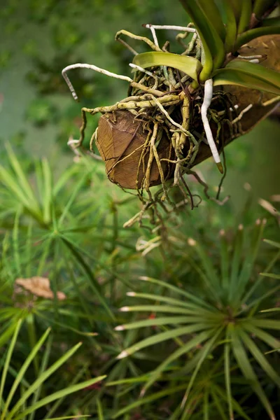 Orchidée et plantes — Photo