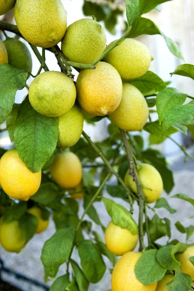 Primo Piano Alberi Limone Una Serra — Foto Stock