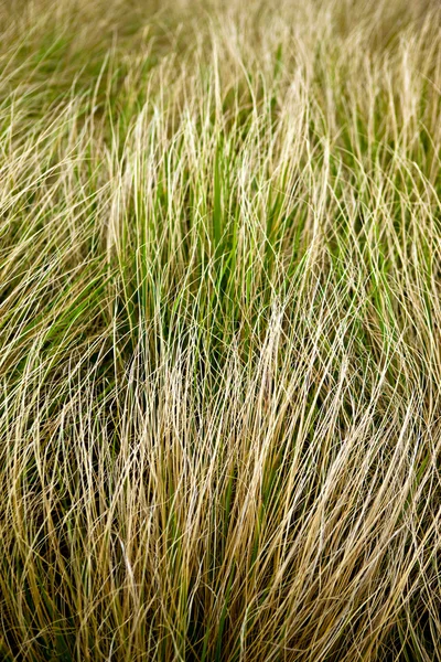 自然の背景に緑と黄色の草 — ストック写真