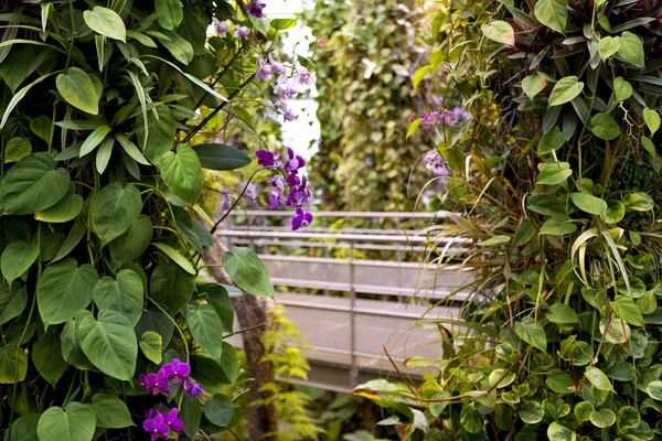 Растения и орхидеи — стоковое фото