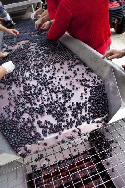 Сортування винограду після збору врожаю — стокове фото