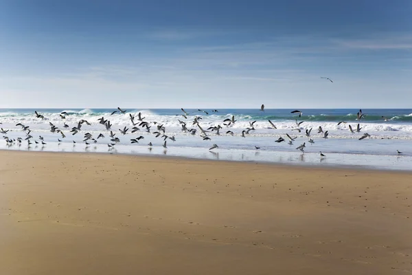Aves en la playa vacía Fotos de stock libres de derechos