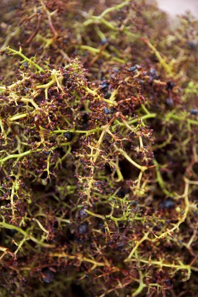 Residues Vine Harvest Vineyard — Stock Photo, Image