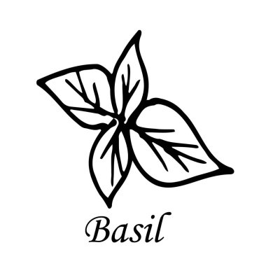 Vektör Basil El Çizimi Çizimi. Logo. Pizzacıya bir resim. Tişört baskısı için çizim.