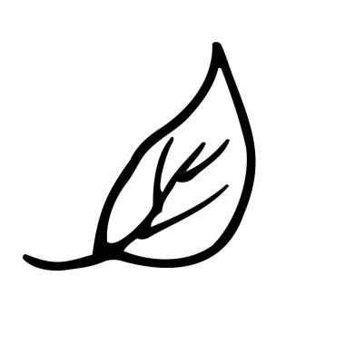 Yaprak Sketch. Logo ve baskı için el çizimi vektör çizimi. Kara karalama. El Çizimi Stili Gerçekçi İllüstrasyon. Vektör İllüstrasyonu.
