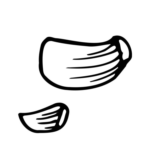 Чеснок. Ручная рисованная векторная иллюстрация для логотипа, печати. Черные каракули. Рисунок Риккардо в стиле ретро..