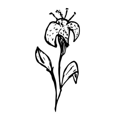 Vektör Çiçeği. Kartpostallar ve davetiyeler için resim. Baskı için çizim. Kelime.