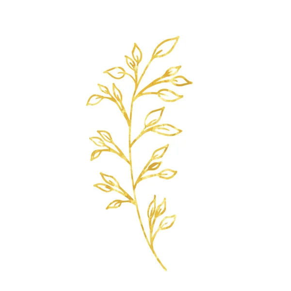 Altın dal, doğrusal yapraklar ve tohumlar. Beyaz arka planda elle boyanmış. Vektör.