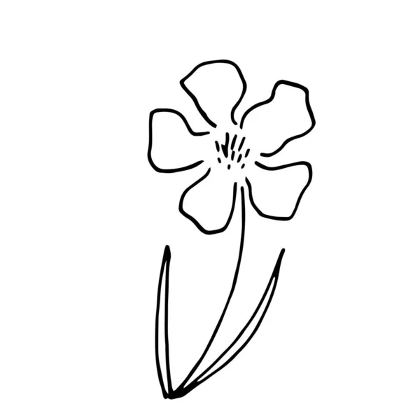 Ilustração vetorial desenhada à mão da flor florescente. Elemento de design de logotipo para coleção de verão. — Vetor de Stock