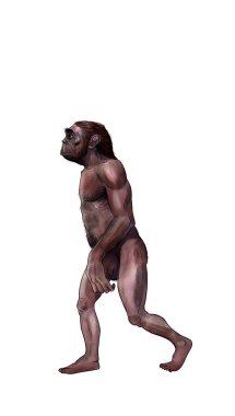 Australopithecus illustration clipart