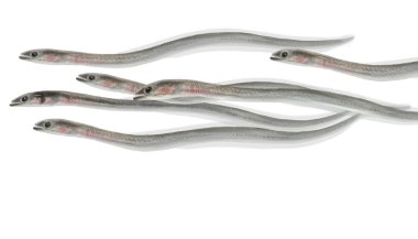 Yılan balığı elvers