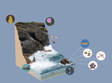3d model ecosystem cliff clipart