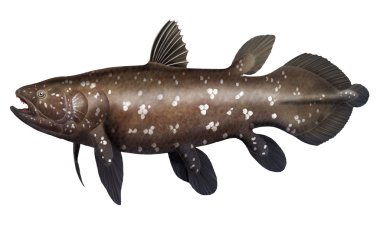 Coelacanth
