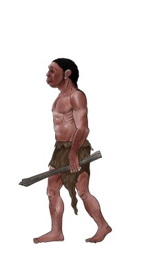 Homo erectus clipart