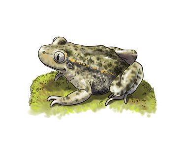 Common Midwife Toad clipart