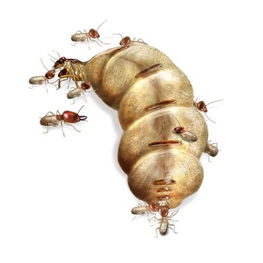 Termite queen clipart