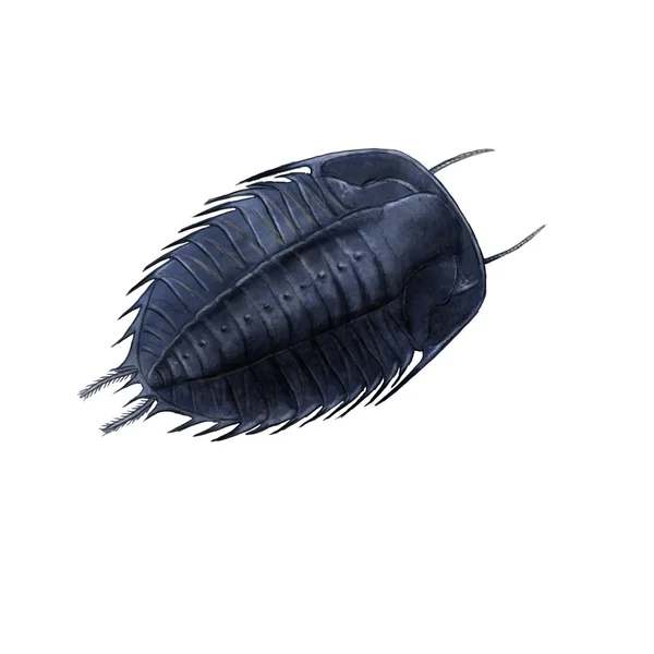 Cambric trilobite illustration — Stock Photo, Image