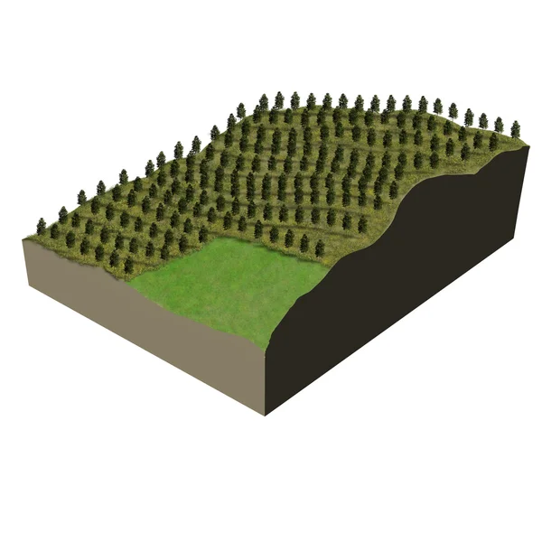 Terrain model tree plantation — Stock Photo, Image