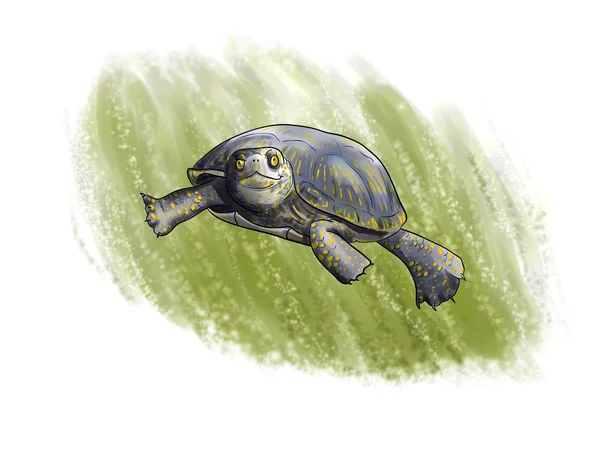 Terrapin diving — Stock Photo, Image