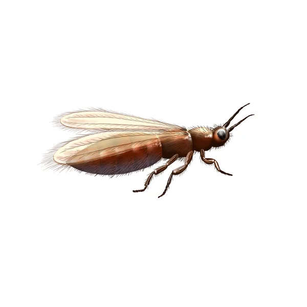 Gymnospollisthrips, oude insect — Stockfoto