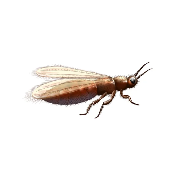 Gymnospollisthrips、古代昆虫 — ストック写真