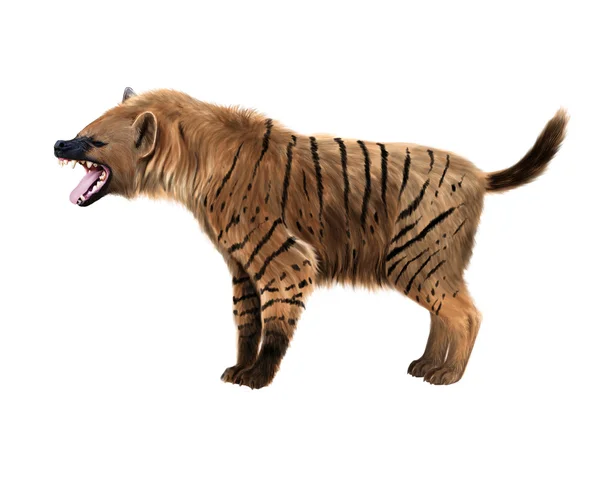 Prehistorische hyena's illustratie — Stockfoto