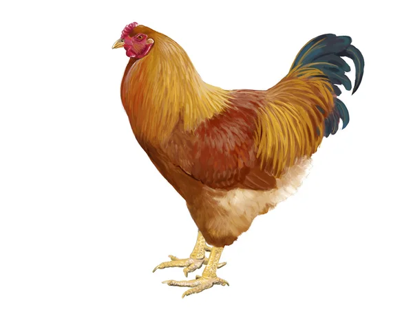 Small breed hen — Stock Photo, Image