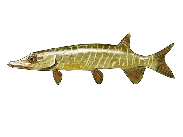 Northern pike — Stock Photo, Image