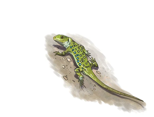 Running Ocellated Lizard — Stock Photo, Image