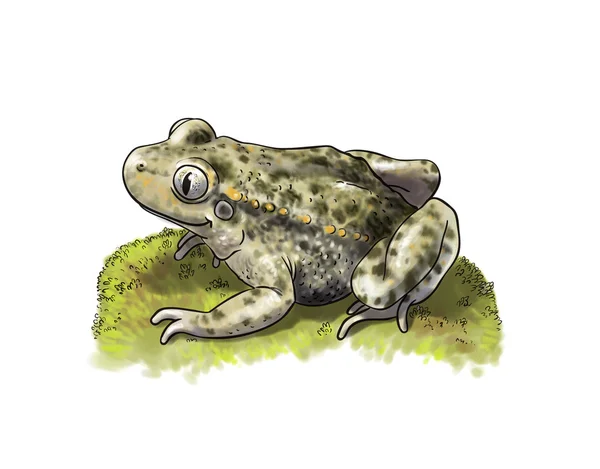 Common Midwife Toad — Stock Photo, Image