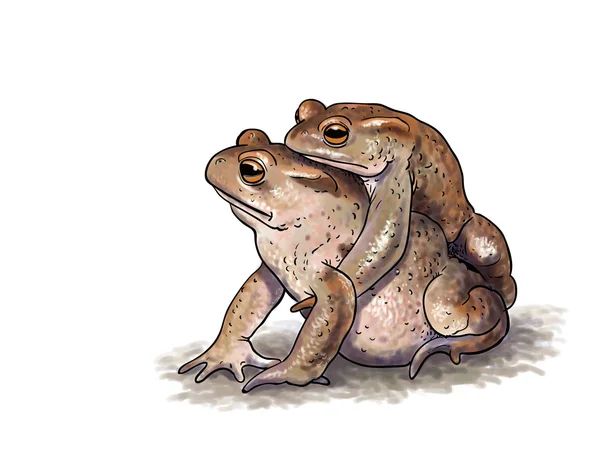 Amplexus varangy — Stock Fotó