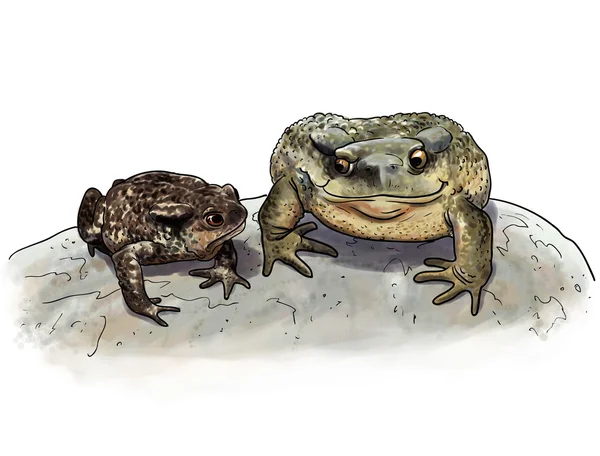 Toad couple comparison — Stock Photo, Image